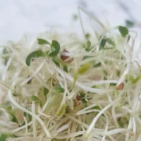 Sprossen und die LowCarb Diät